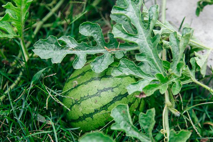 Seasonal Harvesting Experiences