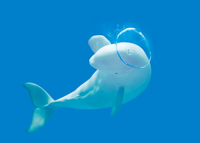 Shimane Aquarium AQUAS