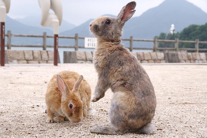 Okunoshima (Rabbit Island)