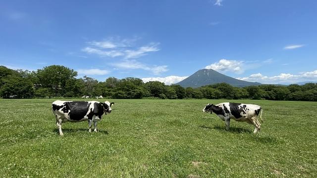 Niseko Takahashi Dairy Farm